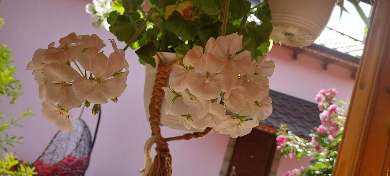 Pensiunea Happy Flowers Greci Экстерьер фото